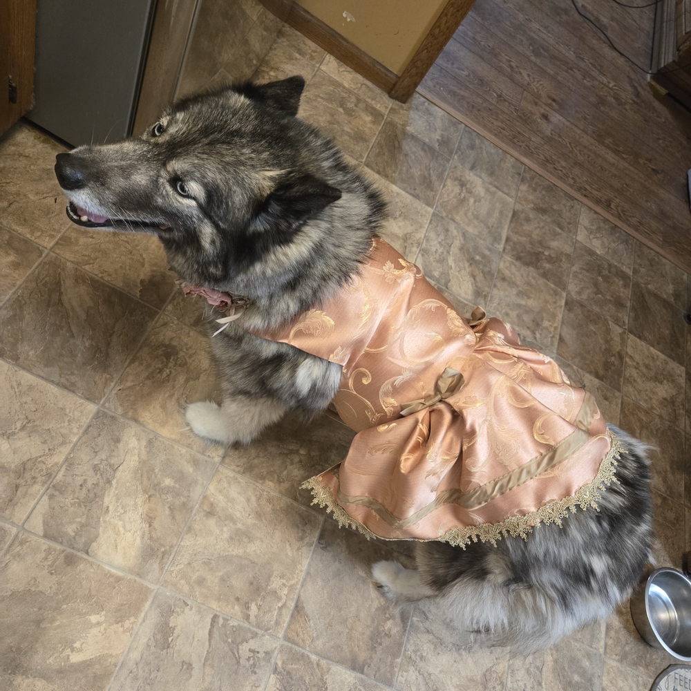 Sassy Peach, Brown and Gold Dog Dress - Picture 6 of 7